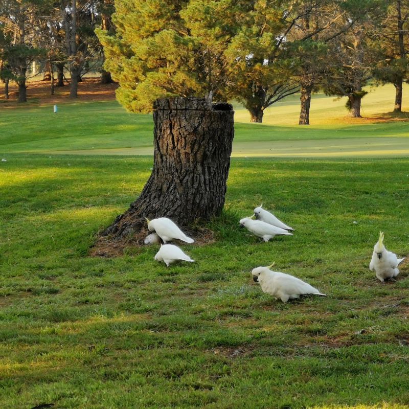 People like to relax at the Magpies Belconnen Golf Club in Holt Australian Capital Territory