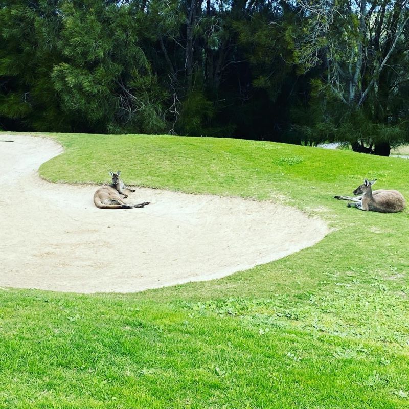 People have a great time at the Wirrina Cove Golf And Country Club (New Terry) in Wirrina Cove South Australia