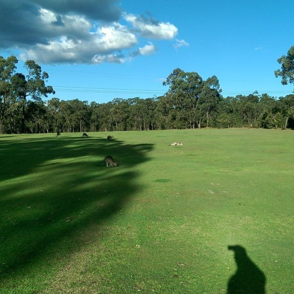 Kurri Golf Shop in Heddon Greta, New South Wales | Pokies ...