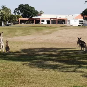 A relaxing photo of the pokies at the Emerald Golf Club in Emerald, Queensland