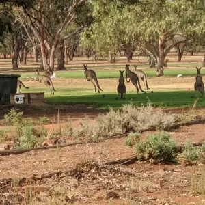 A relaxing photo of the pokies at the Condobolin Golf Course in Condobolin, New South Wales