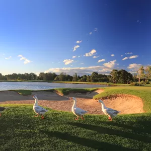 A relaxing photo of the pokies at the Bankstown Golf Club in Milperra, New South Wales
